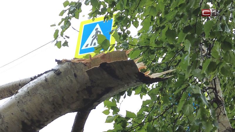Два микрорайона Сургута остались без света из-за спиленного дерева