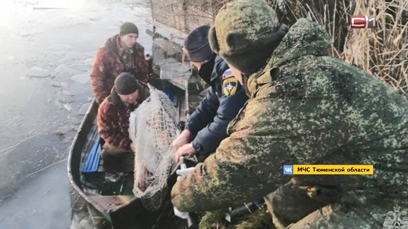 Дачники в Тюменской области спасли лебедя, не успевшего улететь на юг