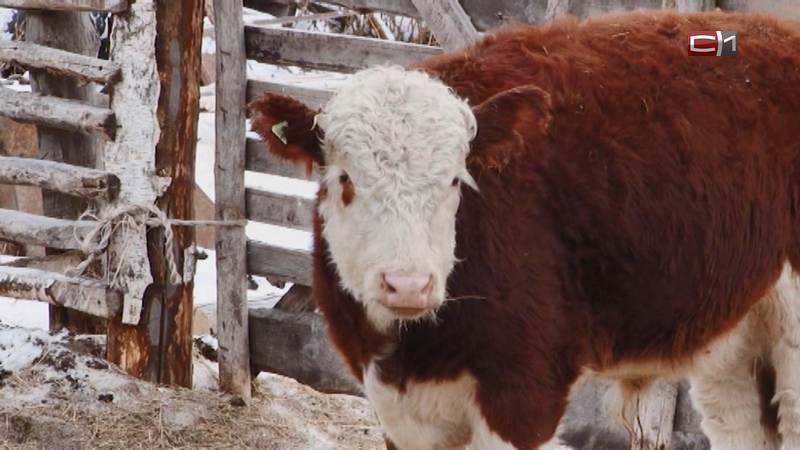 В Югре выдают субсидии на содержание скота и гранты на расширение хозяйства
