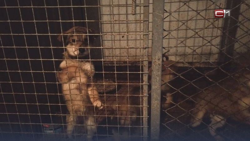 Югорская зоозащитница высказалась о законе об эвтаназии бездомных животных в Бурятии