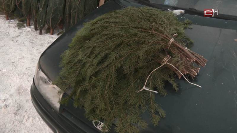 Сколько в Сургуте в этом году стоит купить живую елку