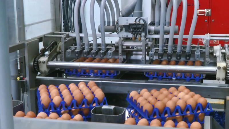 Тюменские птицефабрики согласились снизить цены за десяток яиц до ста рублей