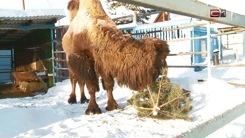 В тюменском зоопарке принимают елки для корма животным