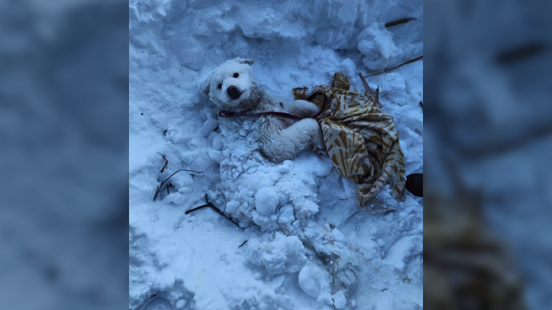 В Югре спасли пса, который едва не замерз насмерть в сугробе. ВИДЕО