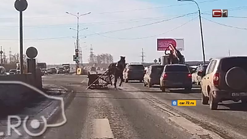 Неуправляемая лошадь устроила переполох на трассе в Тюмени