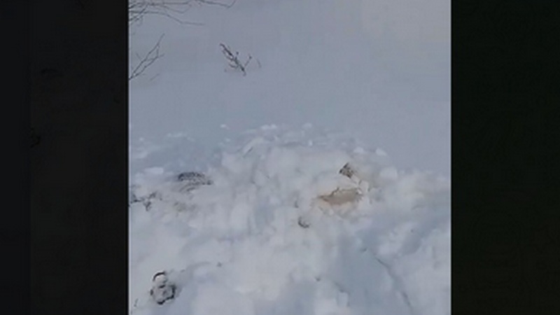 Дети в Нижневартовске обнаружили расчлененный труп собаки