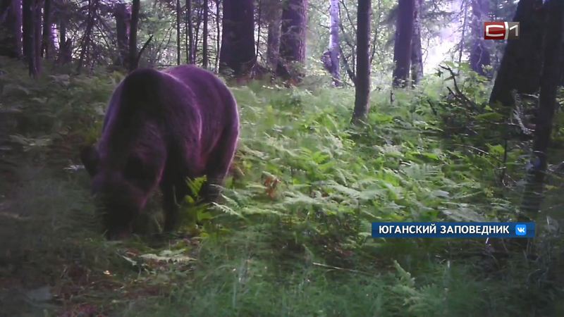 Медведи, волки, кабаны: фотоловушка заповедника в Югре поймала хозяев тайги