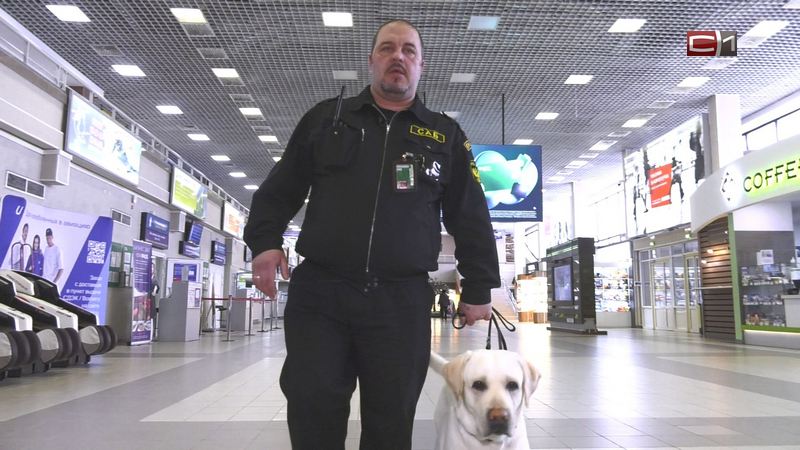 Чутье и обоняние - их суперспособности. Рабочие будни собак в аэропорту  Сургута