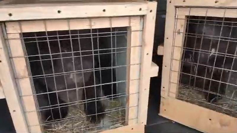 Медвежат, спасенных на трассе в Сургутском районе, отправили на реабилитацию