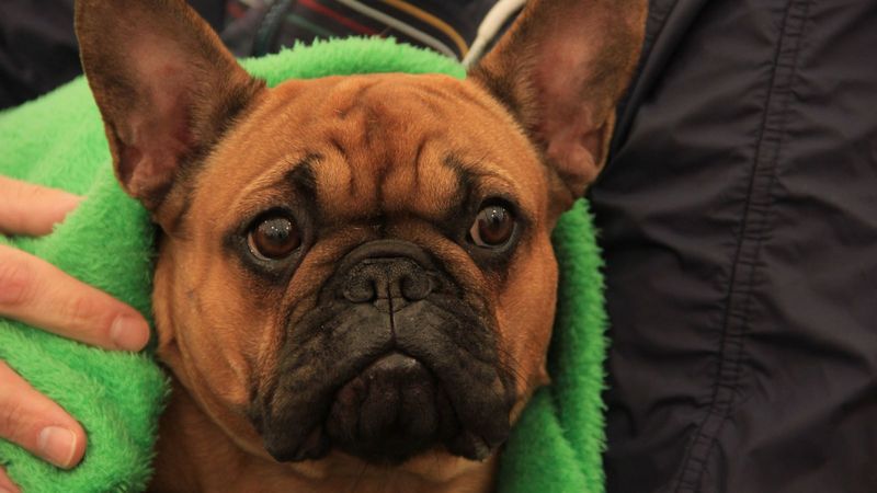 В Югре провели выставку собак, претендентов на победу — более 200. ФОТО