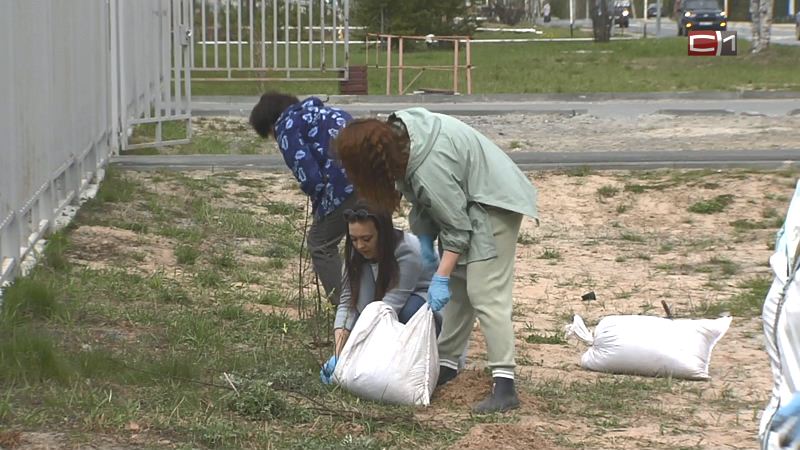 В Сургутском районе продолжают высаживать «Аллею памяти»