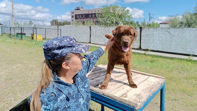 Служебная собака учуяла наркотики в посылке для заключенного колонии Сургута