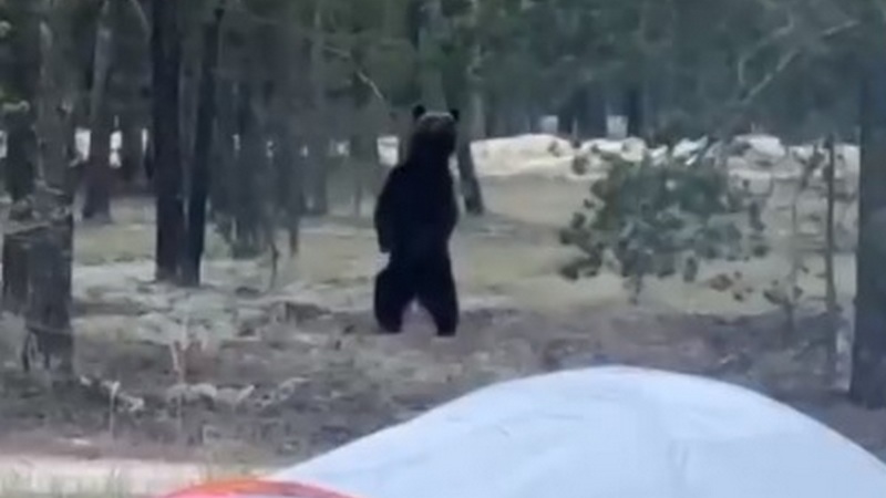 Жители Сургута встретили медведя в лесу Сургутского района во время отдыха