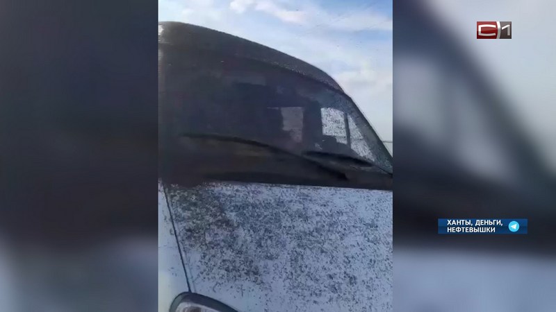 Комары и мошки плотно облепили белый микроавтобус в Югре