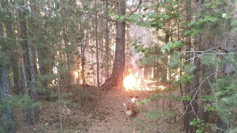 В Югре дети устроили пожар в лесу, балуясь с огнем на выброшенном диване