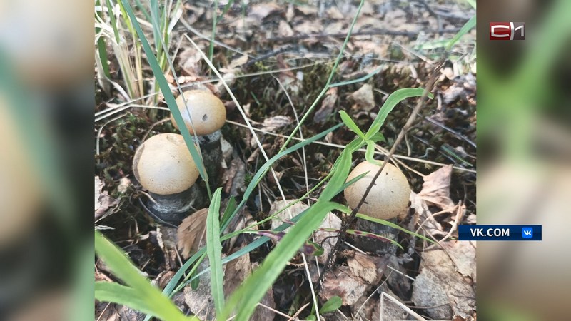 Сезон открыт: югорчане начинают собирать подберезовики и белые грибы