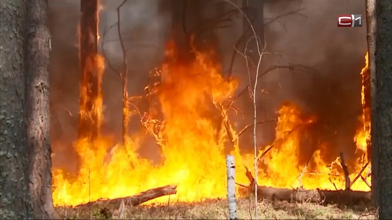 Количество пожаров в лесах Югры за неделю выросло почти в 4 раза