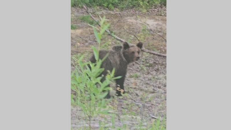 Близ города в Югре заметили разгуливающего медвежонка