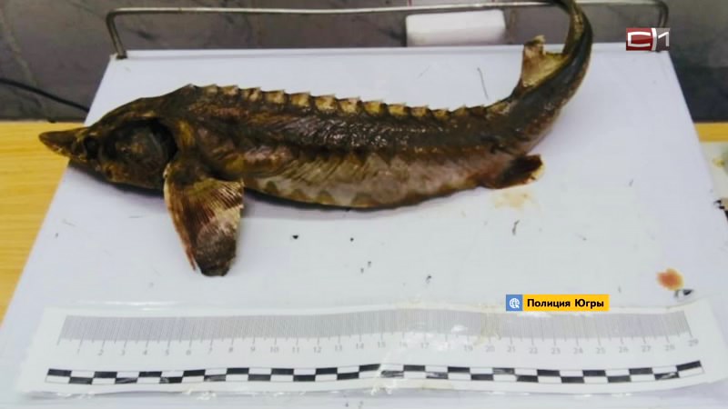 Ущерб под миллион: браконьер выловил в реке Югры краснокнижную рыбу