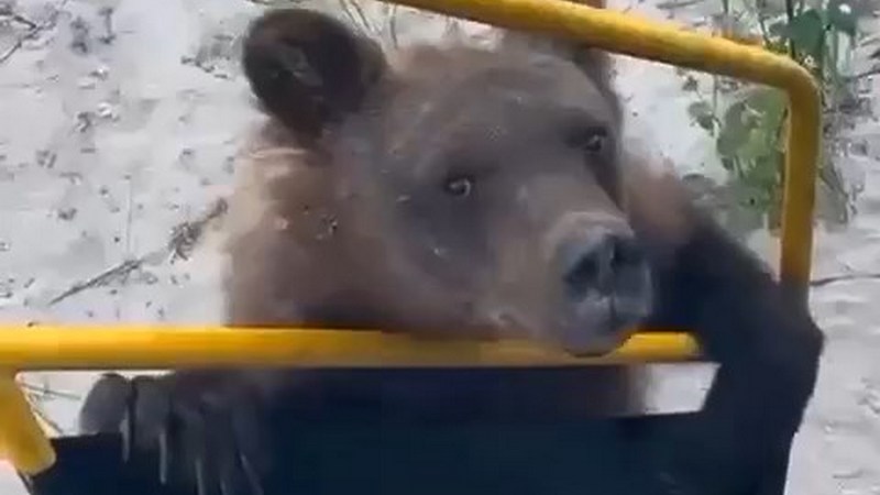 Медвежонок забрался в бытовку вахтовиков на месторождении в Югре. ВИДЕО