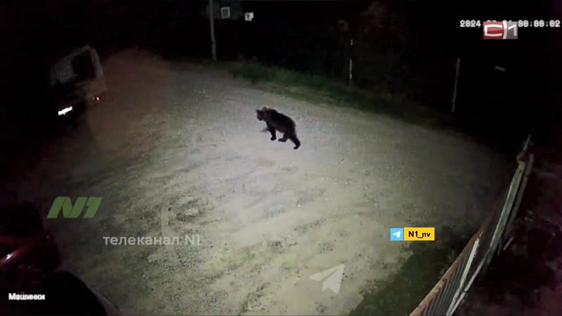 Медведя, бродившего ночью по территории дач, ищут в Нижневартовске
