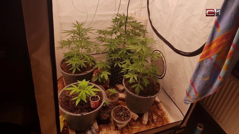 Житель Сургута попался на выращивании конопли, разбив дверь в подъезде