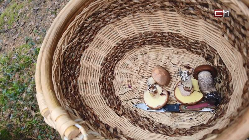 Люди, протыкающие шины и ворующие грибы целыми ведрами, объявились в Югре