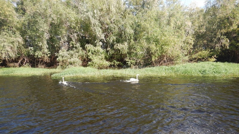 В водоеме Югры заметили семью белых лебедей