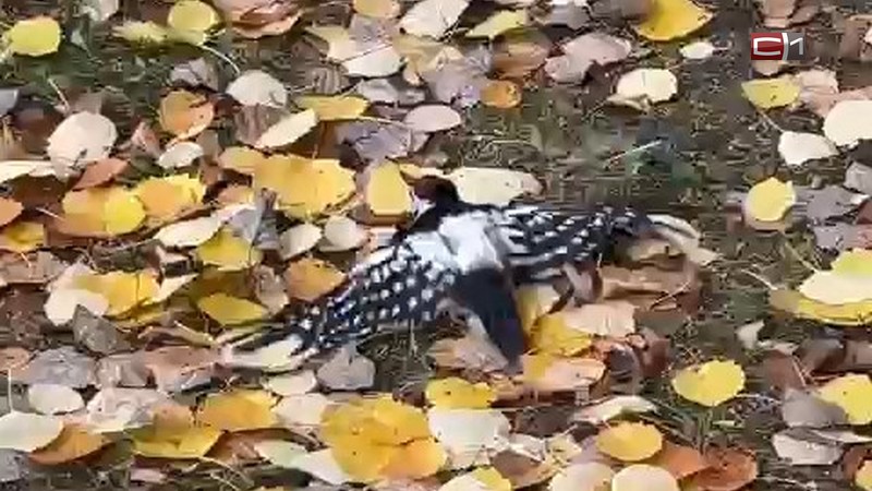 Раненого дятла пытаются спасти жители Сургута. ВИДЕО