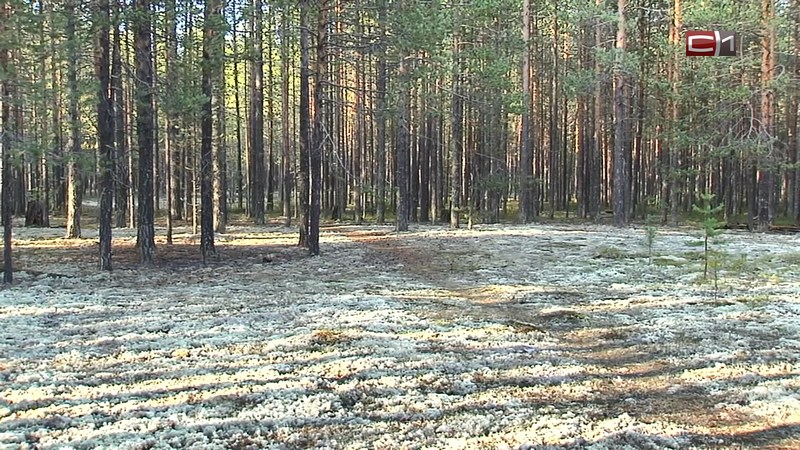 В Сургутском районе напоминают о базовых мерах предосторожности в лесном походе