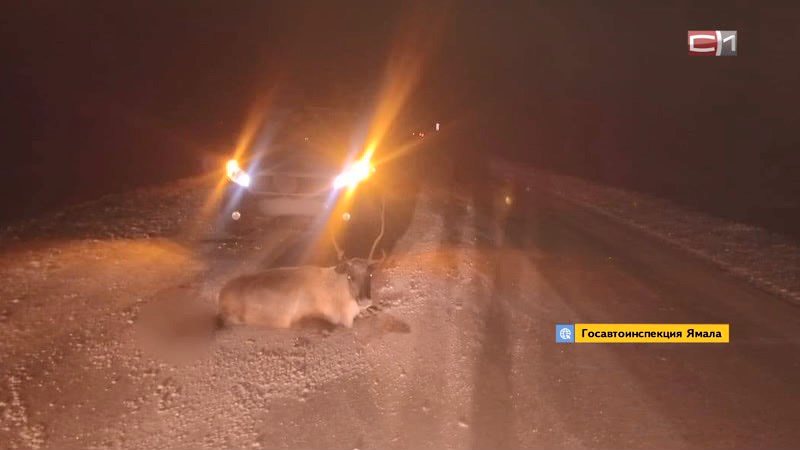 Фура на полном ходу врезалась в стадо оленей на Ямале