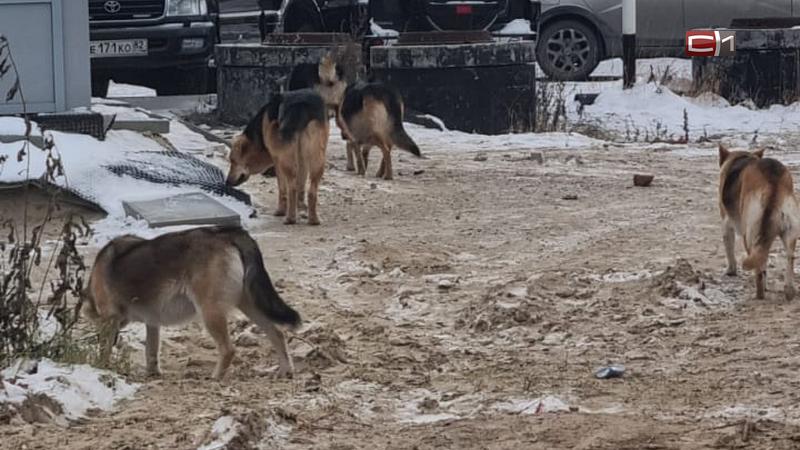 «В стае было шесть собак»: как вылавливали псов, напавших на ребенка в Белом Яре