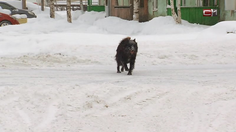 Милосердие или легкомыслие: прикормленные псы в Белом Яре напали на ребенка