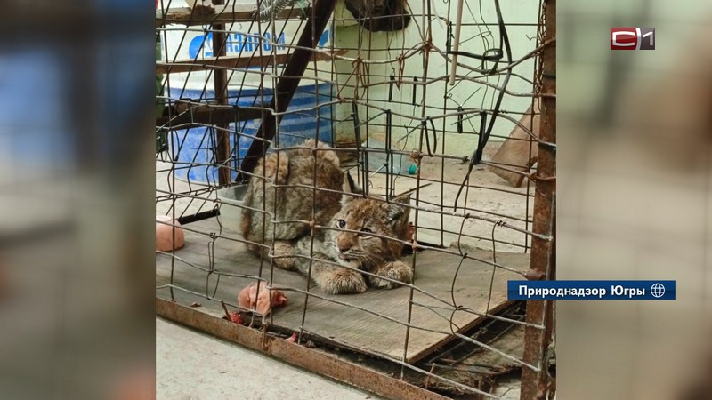 В Югре рысь, забравшуюся в дом, выпустили в заповеднике «Малая Сосьва»