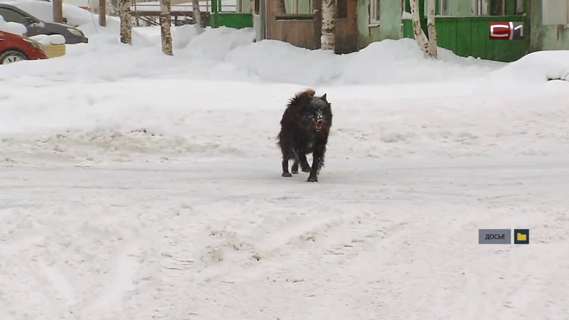 Обратилась в СК РФ: югорчанка сообщила о неоднократных нападениях бродячих собак