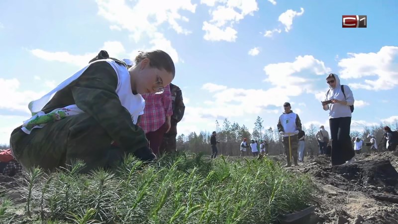 Активисты высадили около 50 тысяч сеянцев сосны в Тюменской области