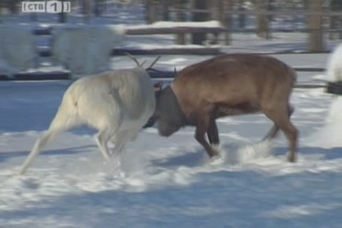 Рыбаки и охотники готовятся к празднику