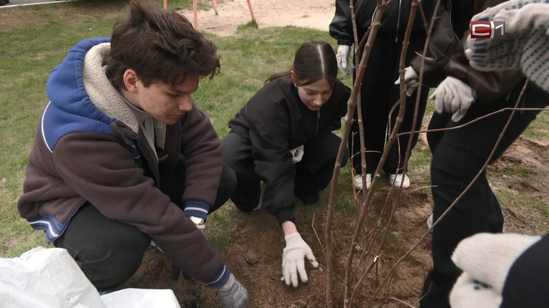 По улице мира в Сургуте школьники высадили «Сиреневую аллею Победы»