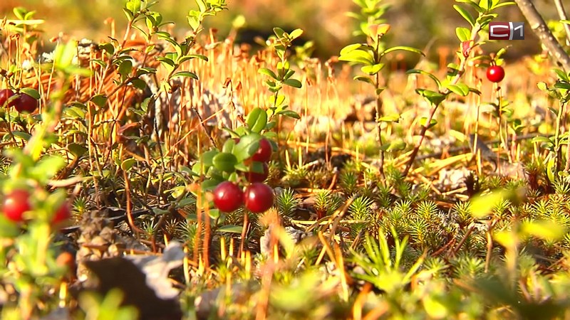 Югру признали лидером в России по поддержке органического производства