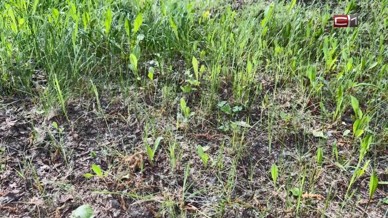 С каждым годом в Сургуте становится больше людей с аллергией на тополиный пух