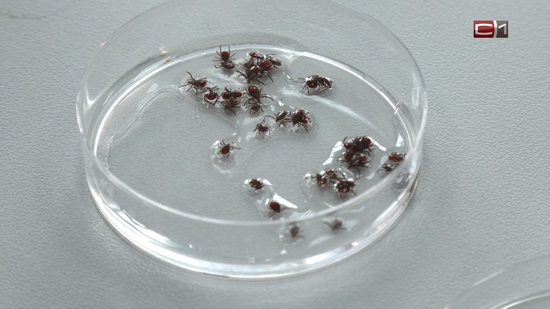 Засилье клещей в Югре: теперь они могут переносить несколько опасных болезней