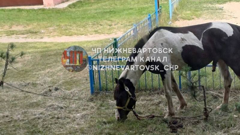 Неизвестные привязали лошадей на детской площадке в Нижневартовске