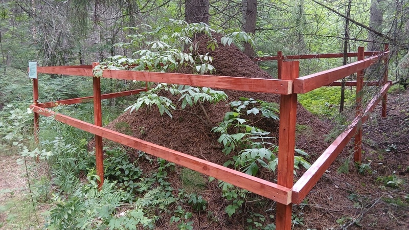 Муравейник-гигант из Югры попал в Международную книгу рекордов