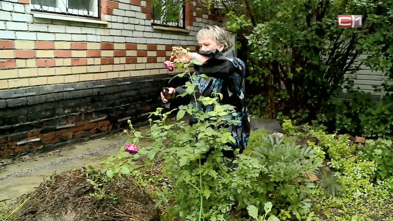 Как дачники спасают урожай после дождливого июля в Тюменской области 