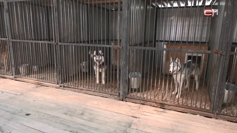 С новым подрядчиком по отлову собак в Сургутском районе расторгли контракт