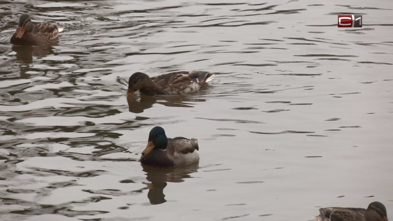 Осенний сезон охоты на водоплавающую дичь в Югре откроется в конце августа