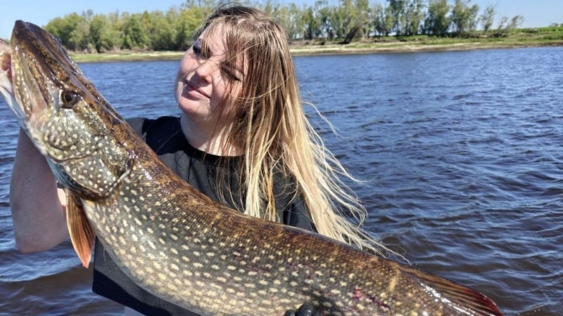 Гигантскую щуку поймала жительница Сургута, побив личный рекорд