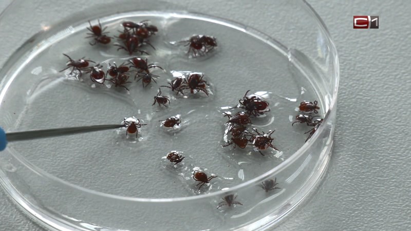 Более 170 югорчан поступили в больницы после укусов клещей на прошедшей неделе