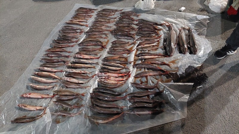 В Югре поймали браконьеров с краснокнижной рыбой на полмиллиона рублей