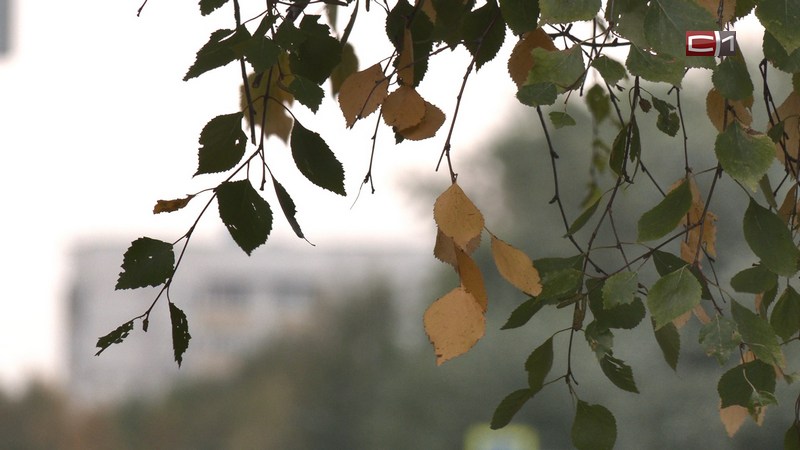 Когда в Сургут придут первые морозы, рассказали синоптики